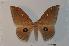  (Pseudobunaea alinda - BC-Basq 2359)  @14 [ ] Copyright (2010) Unspecified Research Collection of Patrick Basquin
