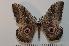  ( - BC-Basq 2384)  @14 [ ] Copyright (2010) Unspecified Research Collection of Patrick Basquin