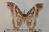  ( - BC-Basq 2439)  @14 [ ] Copyright (2010) Unspecified Research Collection of Patrick Basquin