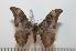  ( - BC-Basq 2456)  @14 [ ] Copyright (2010) Unspecified Research Collection of Patrick Basquin