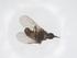 (Pseudoglabellula - CBG-A49637-E04)  @11 [ ] CreativeCommons - Attribution Share - Alike (2024) Centre for Biodiversity Genomics Centre for Biodiversity Genomics