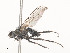  ( - CBG-A51062-E05)  @11 [ ] CreativeCommons - Attribution Share - Alike (2024) CBG Photography Group Centre for Biodiversity Genomics