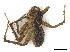  ( - CBG-A66964-H08)  @11 [ ] CreativeCommons - Attribution Share - Alike (2025) CBG Photography Group Centre for Biodiversity Genomics