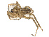  ( - CBG-A67810-F08)  @11 [ ] CreativeCommons - Attribution Share - Alike (2025) CBG Photography Group Centre for Biodiversity Genomics