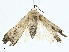  ( - BIOUG97788-F06)  @11 [ ] CreativeCommons - Attribution (2023) CBG Photography Group Centre for Biodiversity Genomics