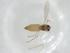  (Cladotanytarsus pseudomancus - CBG-A03607-C10)  @11 [ ] CreativeCommons - Attribution (2023) Centre for Biodiversity Genomics Centre for Biodiversity Genomics