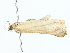  ( - BIOUG85242-C03)  @11 [ ] CreativeCommons - Attribution (2022) CBG Photography Group Centre for Biodiversity Genomics