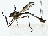  (Euscelidia vallis - BIOUG85242-H09)  @11 [ ] CreativeCommons - Attribution (2022) CBG Photography Group Centre for Biodiversity Genomics