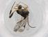  (Diolcogaster jft63 - BIOUG87563-E07)  @11 [ ] CreativeCommons - Attribution (2022) Centre for Biodiversity Genomics Centre for Biodiversity Genomics