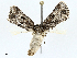  ( - BIOUG97789-D09)  @11 [ ] CreativeCommons - Attribution (2023) CBG Photography Group Centre for Biodiversity Genomics