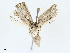  ( - BIOUG97789-D11)  @11 [ ] CreativeCommons - Attribution (2023) CBG Photography Group Centre for Biodiversity Genomics