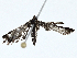  ( - BIOUG97789-F10)  @11 [ ] CreativeCommons - Attribution (2023) CBG Photography Group Centre for Biodiversity Genomics