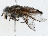  ( - CBG-A04437-A01)  @11 [ ] CreativeCommons - Attribution (2023) CBG Photography Group Centre for Biodiversity Genomics