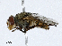  ( - CBG-A04437-A08)  @11 [ ] CreativeCommons - Attribution (2023) CBG Photography Group Centre for Biodiversity Genomics