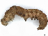  ( - CBG-A04442-H11)  @11 [ ] CreativeCommons - Attribution (2023) CBG Photography Group Centre for Biodiversity Genomics