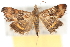  ( - CNCLEP00075130)  @14 [ ] CreativeCommons - Attribution Non-Commercial Share-Alike (2010) Jean-Francois Landry, CNC and Zhaofu Yang, BIO Canadian National Collections