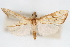  (Hyalorista sp. 1ZY - CNCLEP00075201)  @14 [ ] CreativeCommons - Attribution Non-Commercial Share-Alike (2010) Jean-Francois Landry, CNC and Zhaofu Yang, BIO Canadian National Collections