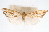  ( - CNCLEP00075210)  @12 [ ] CreativeCommons - Attribution Non-Commercial Share-Alike (2010) Jean-Francois Landry, CNC and Zhaofu Yang, BIO Canadian National Collections