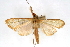  (Munroeodes transparentalis - CNCLEP00075272)  @13 [ ] CreativeCommons - Attribution Non-Commercial Share-Alike (2010) Jean-Francois Landry, CNC and Zhaofu Yang, BIO Canadian National Collections