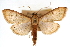  (Munroeodes delavalis - CNCLEP00075274)  @11 [ ] CreativeCommons - Attribution Non-Commercial Share-Alike (2010) Jean-Francois Landry, CNC and Zhaofu Yang, BIO Canadian National Collections