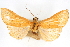  (Neoepicorsia daucalis - CNCLEP00075290)  @11 [ ] CreativeCommons - Attribution Non-Commercial Share-Alike (2010) Jean-Francois Landry, CNC and Zhaofu Yang, BIO Canadian National Collections
