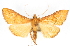  (Neoepicorsia furvulalis - CNCLEP00075291)  @15 [ ] CreativeCommons - Attribution Non-Commercial Share-Alike (2010) Jean-Francois Landry, CNC and Zhaofu Yang, BIO Canadian National Collections