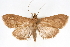  (Neoepicorsia sp1 ZY - CNCLEP00075293)  @14 [ ] CreativeCommons - Attribution Non-Commercial Share-Alike (2010) Jean-Francois Landry, CNC and Zhaofu Yang, BIO Canadian National Collections