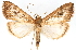  (Neoepicorsia submundalis - CNCLEP00075295)  @15 [ ] CreativeCommons - Attribution Non-Commercial Share-Alike (2010) Jean-Francois Landry, CNC and Zhaofu Yang, BIO Canadian National Collections