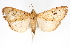  ( - CNCLEP00075296)  @14 [ ] CreativeCommons - Attribution Non-Commercial Share-Alike (2010) Jean-Francois Landry, CNC and Zhaofu Yang, BIO Canadian National Collections