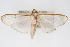  ( - CNCLEP00075570)  @11 [ ] CreativeCommons - Attribution Non-Commercial Share-Alike (2010) Jean-Francois Landry, CNC and Zhaofu Yang, BIO Canadian National Collections