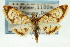  (Pseudopyrausta sp. 3SAPYR - CNCLEP00088812)  @13 [ ] CreativeCommons - Attribution Non-Commercial Share-Alike (2011) Jean-Francois Landry, CNC and Zhaofu Yang, BIO Canadian National Collections