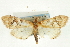  (Udea sp. 8SAPYR - CNCLEP00089102)  @12 [ ] CreativeCommons - Attribution Non-Commercial Share-Alike (2011) Jean-Francois Landry, CNC and Zhaofu Yang, BIO Canadian National Collections
