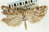  (Udea decoripennis - CNCLEP00089104)  @13 [ ] CreativeCommons - Attribution Non-Commercial Share-Alike (2011) Jean-Francois Landry, CNC and Zhaofu Yang, BIO Canadian National Collections