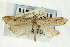  (Udea sp. 9SAPYR - CNCLEP00089109)  @13 [ ] CreativeCommons - Attribution Non-Commercial Share-Alike (2011) Jean-Francois Landry, CNC and Zhaofu Yang, BIO Canadian National Collections