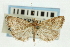  (Udea sp. 11SAPYR - CNCLEP00089113)  @13 [ ] CreativeCommons - Attribution Non-Commercial Share-Alike (2011) Jean-Francois Landry, CNC and Zhaofu Yang, BIO Canadian National Collections