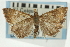  (Udea sp. 12SAPYR - CNCLEP00089115)  @13 [ ] CreativeCommons - Attribution Non-Commercial Share-Alike (2011) Jean-Francois Landry, CNC and Zhaofu Yang, BIO Canadian National Collections