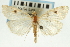  (Udea sp. 13SAPYR - CNCLEP00089117)  @14 [ ] CreativeCommons - Attribution Non-Commercial Share-Alike (2011) Jean-Francois Landry, CNC and Zhaofu Yang, BIO Canadian National Collections