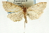  (Udea sp. 14SAPYR - CNCLEP00089119)  @13 [ ] CreativeCommons - Attribution Non-Commercial Share-Alike (2011) Jean-Francois Landry, CNC and Zhaofu Yang, BIO Canadian National Collections