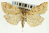  (Udea amitina - CNCLEP00089121)  @14 [ ] CreativeCommons - Attribution Non-Commercial Share-Alike (2011) Jean-Francois Landry, CNC and Zhaofu Yang, BIO Canadian National Collections