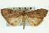  ( - CNCLEP00089124)  @11 [ ] CreativeCommons - Attribution Non-Commercial Share-Alike (2011) Jean-Francois Landry, CNC and Zhaofu Yang, BIO Canadian National Collections
