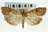  ( - CNCLEP00089125)  @11 [ ] CreativeCommons - Attribution Non-Commercial Share-Alike (2011) Jean-Francois Landry, CNC and Zhaofu Yang, BIO Canadian National Collections