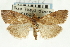  (Udea sp. 15SAPYR - CNCLEP00089126)  @14 [ ] CreativeCommons - Attribution Non-Commercial Share-Alike (2011) Jean-Francois Landry, CNC and Zhaofu Yang, BIO Canadian National Collections