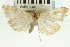  (Udea sp. 16SAPYR - CNCLEP00089127)  @11 [ ] CreativeCommons - Attribution Non-Commercial Share-Alike (2011) Jean-Francois Landry, CNC and Zhaofu Yang, BIO Canadian National Collections