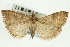  (Udea cinerea - CNCLEP00089131)  @14 [ ] CreativeCommons - Attribution Non-Commercial Share-Alike (2011) Jean-Francois Landry, CNC and Zhaofu Yang, BIO Canadian National Collections