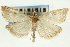  (Udea diopsalis - CNCLEP00089134)  @14 [ ] CreativeCommons - Attribution Non-Commercial Share-Alike (2011) Jean-Francois Landry, CNC and Zhaofu Yang, BIO Canadian National Collections
