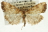  (Udea nr. diopsalis - CNCLEP00089136)  @11 [ ] CreativeCommons - Attribution Non-Commercial Share-Alike (2011) Jean-Francois Landry, CNC and Zhaofu Yang, BIO Canadian National Collections