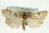  (Udea tenoalis - CNCLEP00089138)  @13 [ ] CreativeCommons - Attribution Non-Commercial Share-Alike (2011) Jean-Francois Landry, CNC and Zhaofu Yang, BIO Canadian National Collections