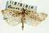  ( - CNCLEP00089139)  @11 [ ] CreativeCommons - Attribution Non-Commercial Share-Alike (2011) Jean-Francois Landry, CNC and Zhaofu Yang, BIO Canadian National Collections