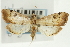  (Udea melanephra - CNCLEP00089165)  @14 [ ] CreativeCommons - Attribution Non-Commercial Share-Alike (2011) Jean-Francois Landry, CNC and Zhaofu Yang, BIO Canadian National Collections