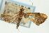  (Udea umbriferalis - CNCLEP00089169)  @12 [ ] CreativeCommons - Attribution Non-Commercial Share-Alike (2011) Jean-Francois Landry, CNC and Zhaofu Yang, BIO Canadian National Collections